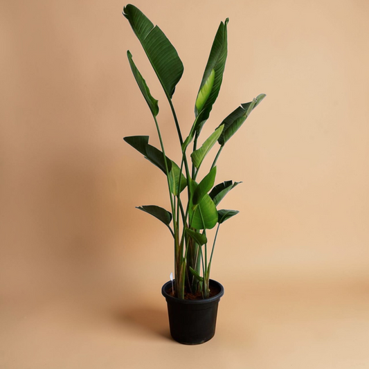 Large Strelitzia Nicolai Bird of Paradise indoor plant in nursery pot – Plantcult Egypt