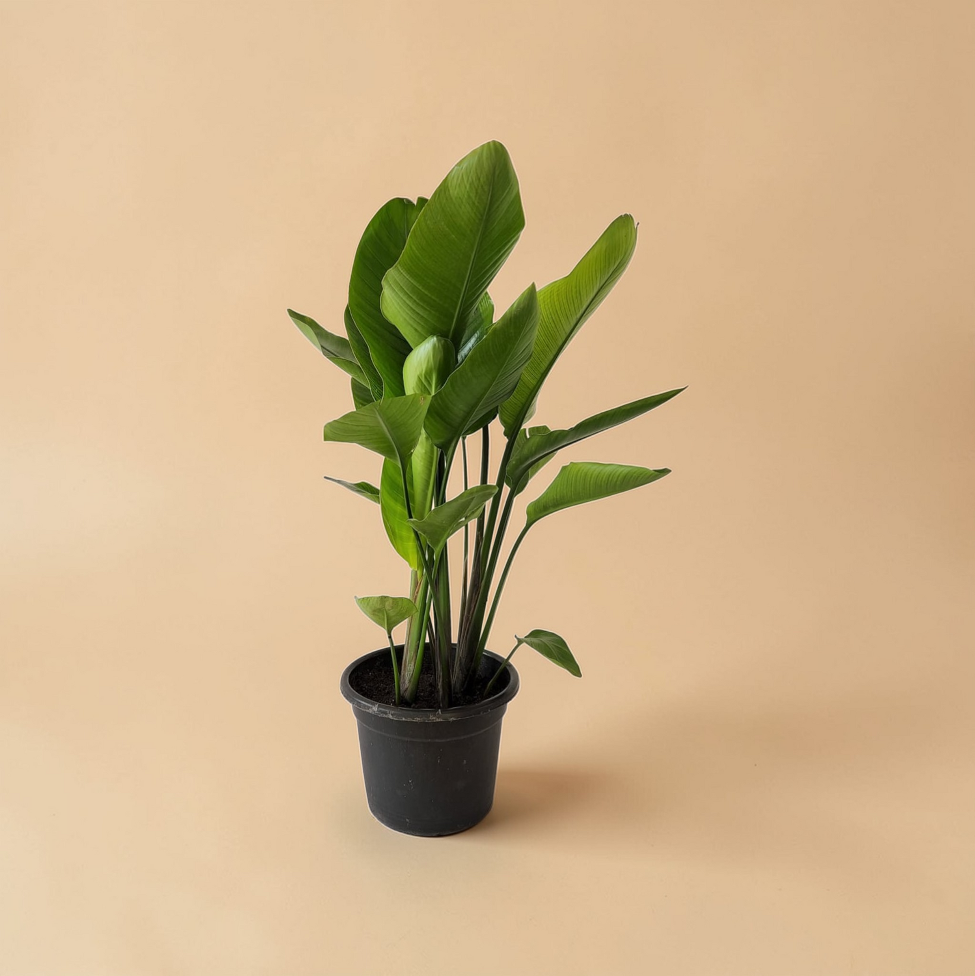 nicolai plant indoor Strelitzia Nicolai (Bird of Paradise) | Large Indoor Plant