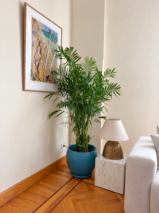 Chamaedorea Palm