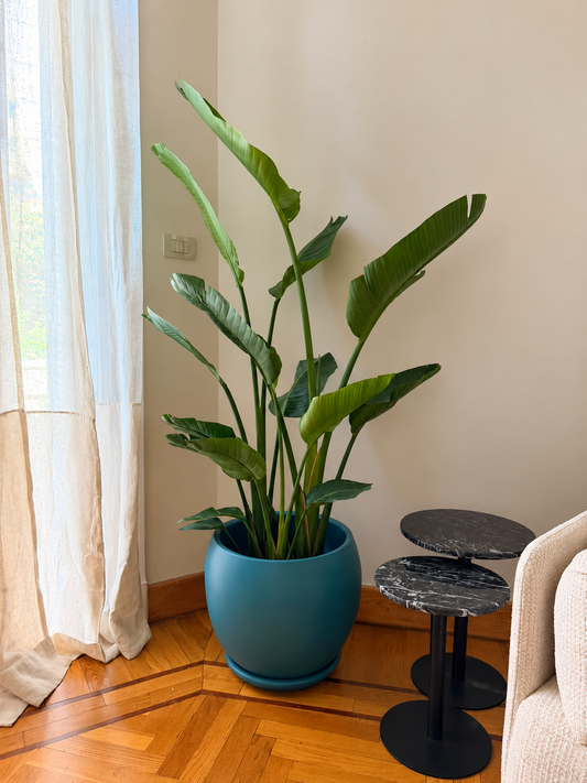 Strelitzia nicolai
