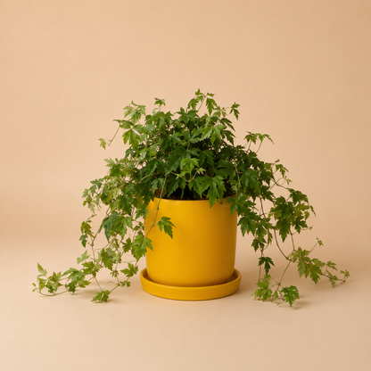 Grape Ivy Hang - Plantcultcairo