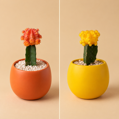 Moon cactus, imported