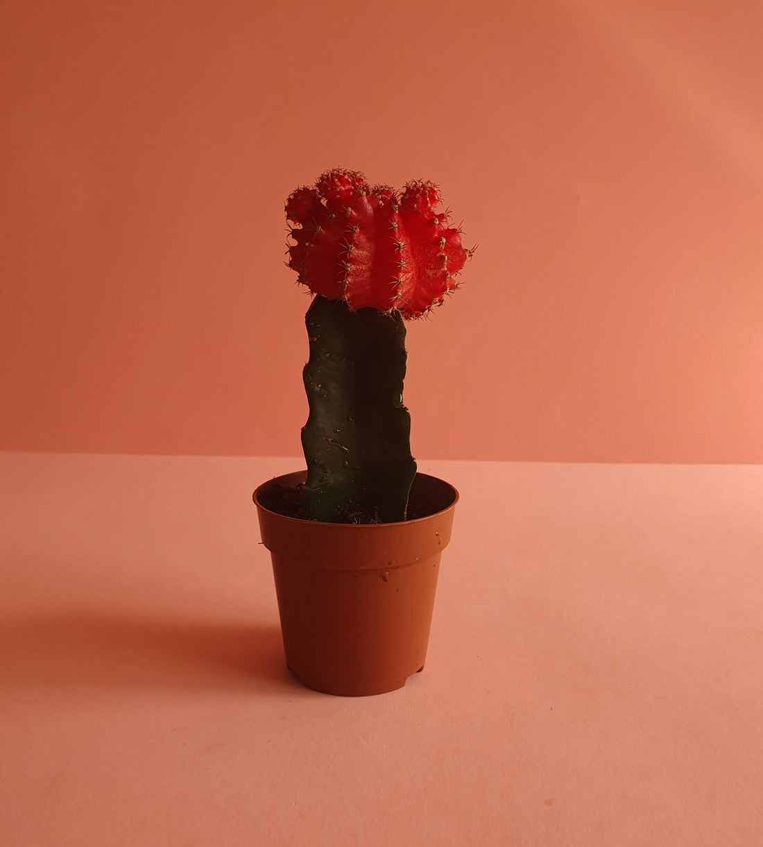 Red Moon cactus