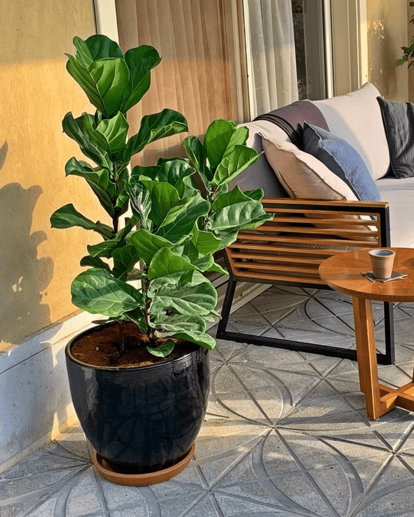 Fiddle leaf fig Medium - Plantcultcairo