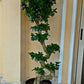 Ficus Bonsai S-Shaped Small - Plantcultcairo