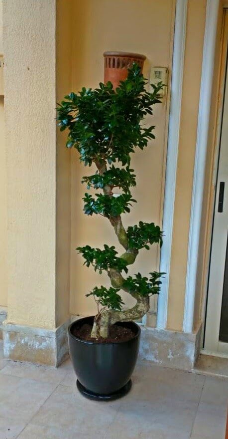 Ficus Bonsai S-Shaped Small - Plantcultcairo