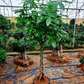 Money Tree Large - Plantcultcairo