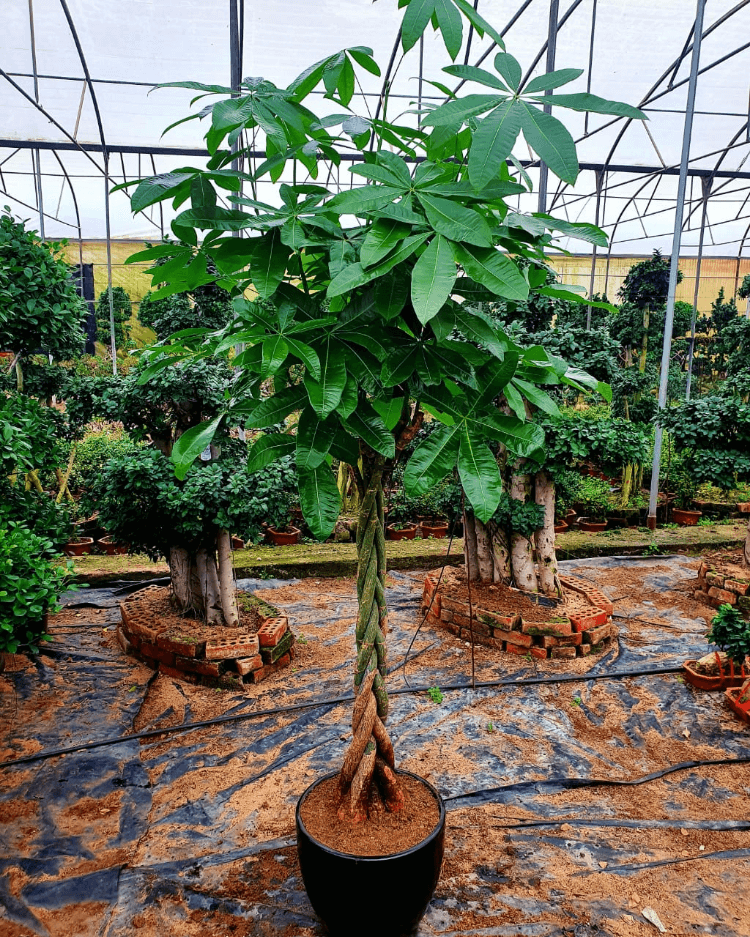 Money Tree Large - Plantcultcairo