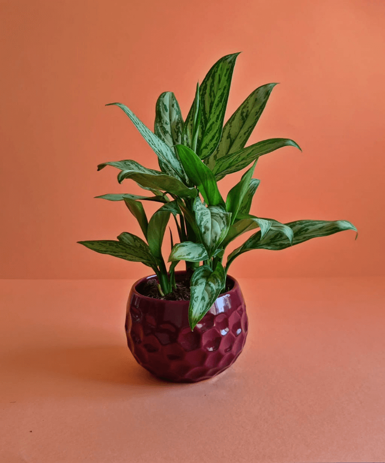 Chinese Evergreen - Plantcultcairo