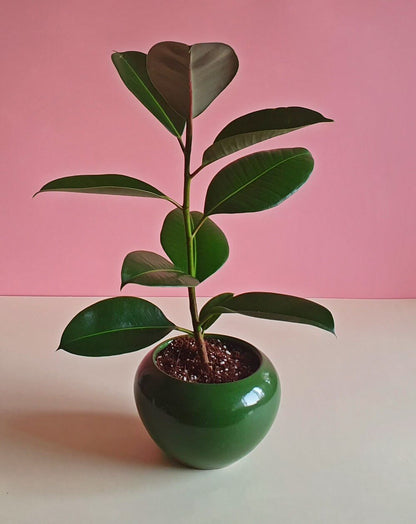Ficus Rubber Fig - Plantcultcairo