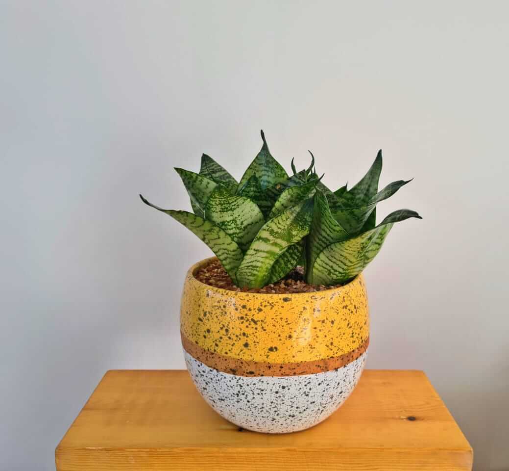 Snake Plant Small, One stem - Plantcultcairo