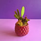 High Light Succulent Garden