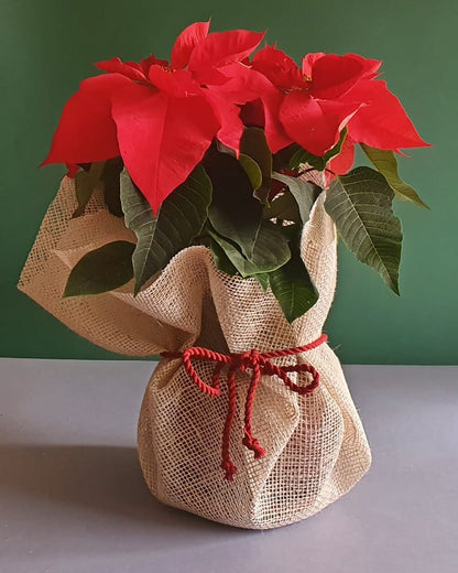 Christmas Poinsettia Bundles