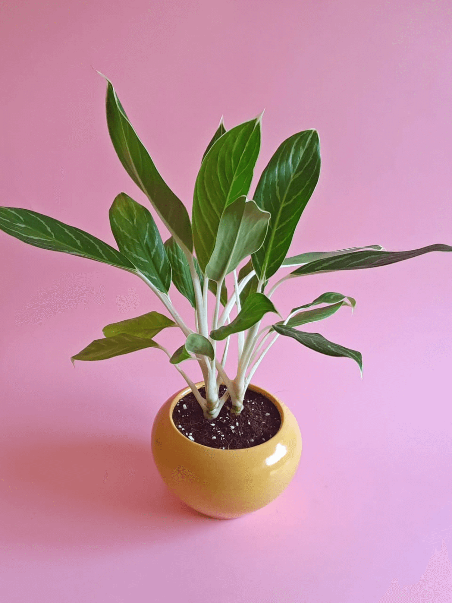 Aglaonema Brilliant - Plantcultcairo