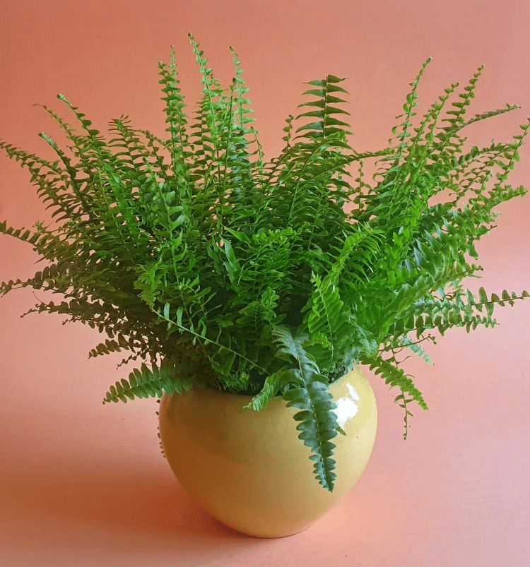 Boston Fern - Plantcultcairo