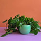 Philodendron Heart-leaf  Hang - Plantcultcairo