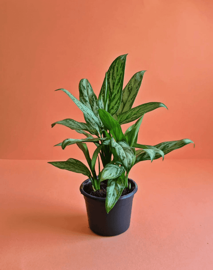 Chinese Evergreen - Plantcultcairo