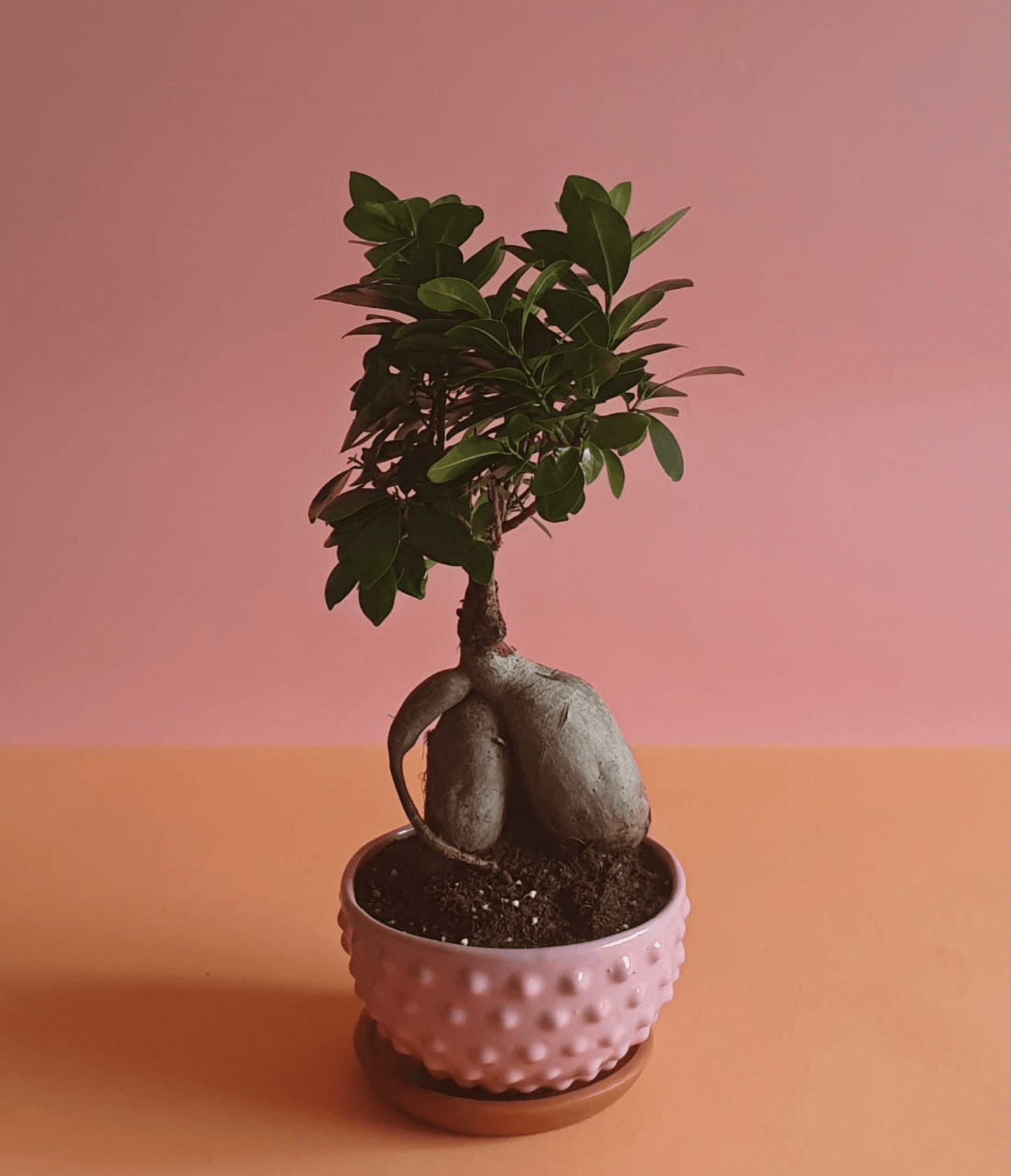 Ficus Bonsai Small - Plantcultcairo