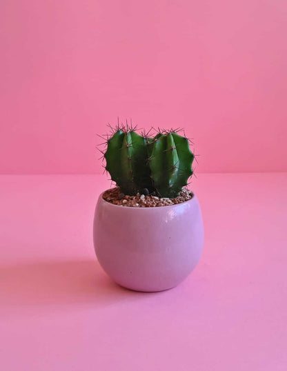 Grey ghost Cactus - Plantcultcairo
