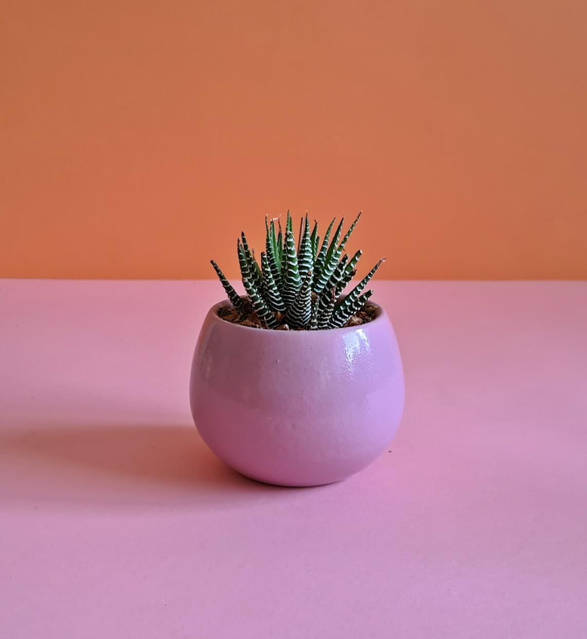 Haworthia Zebra - Plantcultcairo