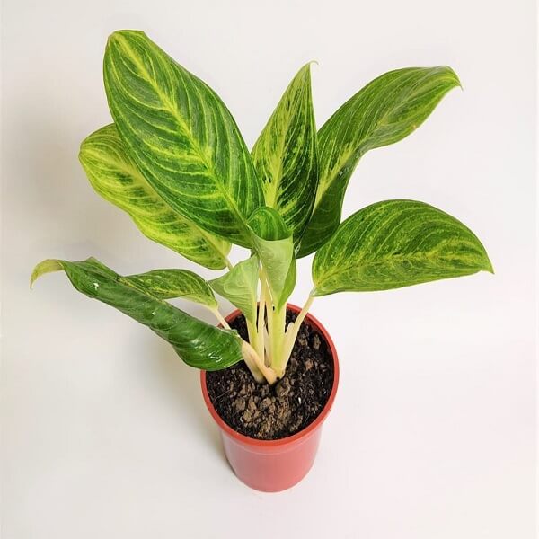 Aglaonema Brilliant - Plantcultcairo