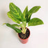 Aglaonema Brilliant - Plantcultcairo