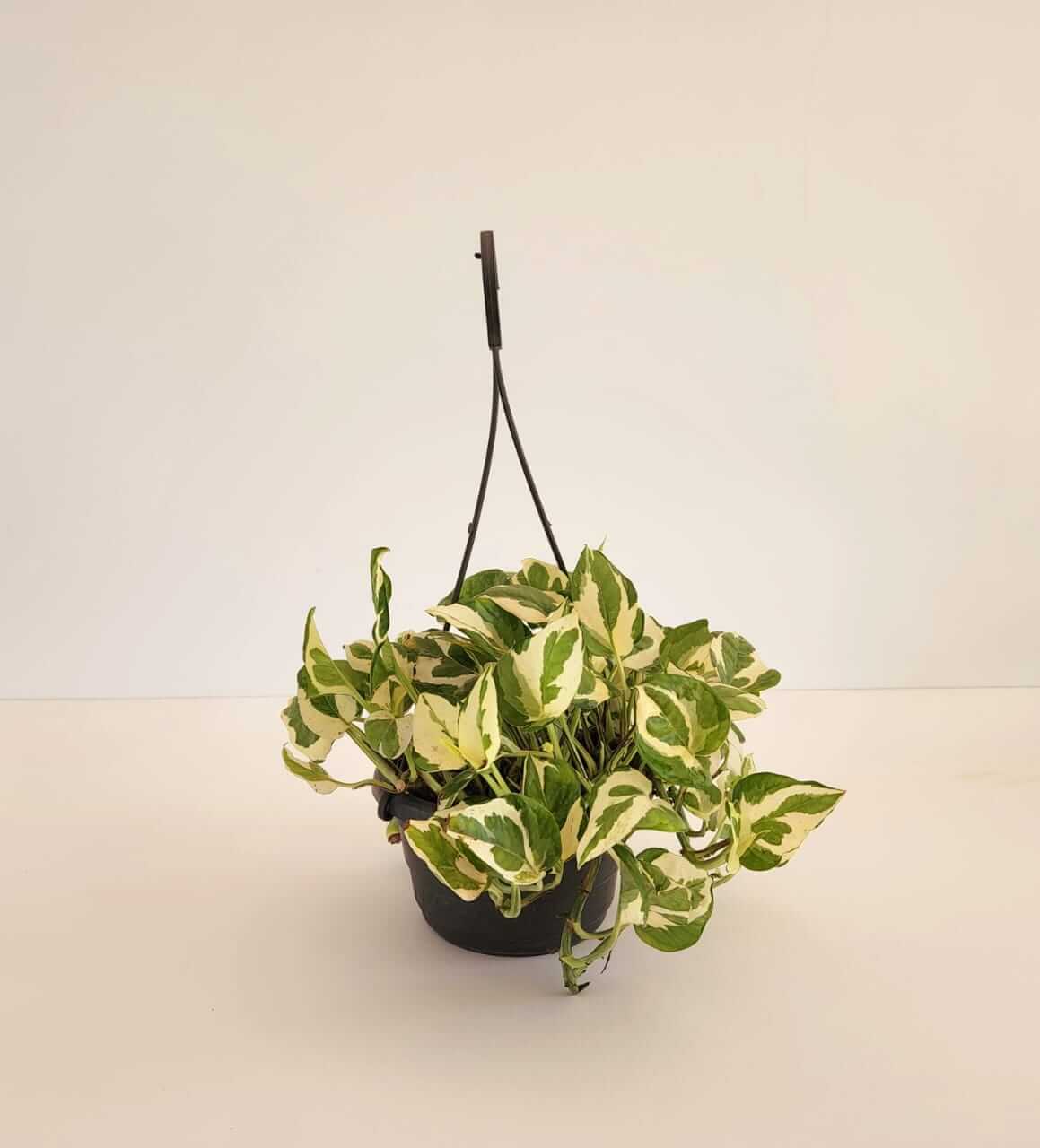 White Pothos Hang – Plantcultcairo