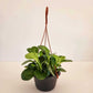 Peperomia obtusifolia - Plantcultcairo