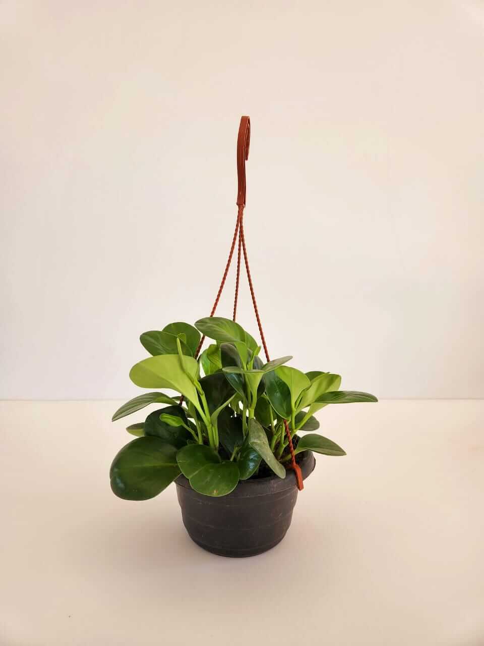 Peperomia obtusifolia - Plantcultcairo