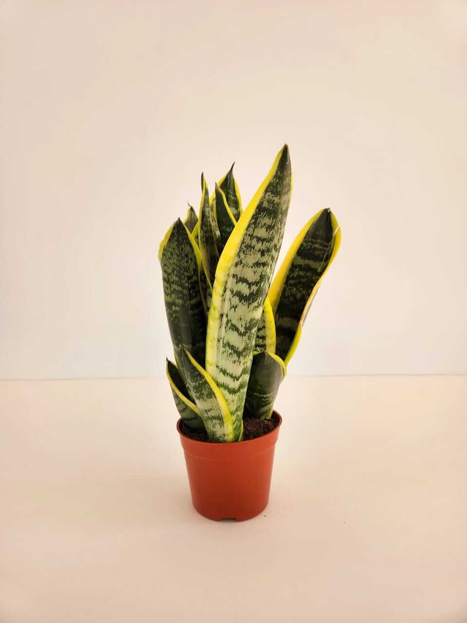 sansevieria laurentii - Plantcultcairo