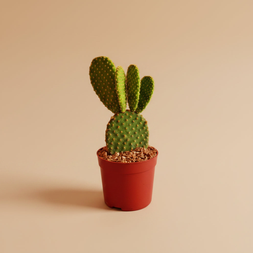 Bunny Ear Cactus | Opuntia Microdasys | Plantcult Egypt – Plantcultcairo