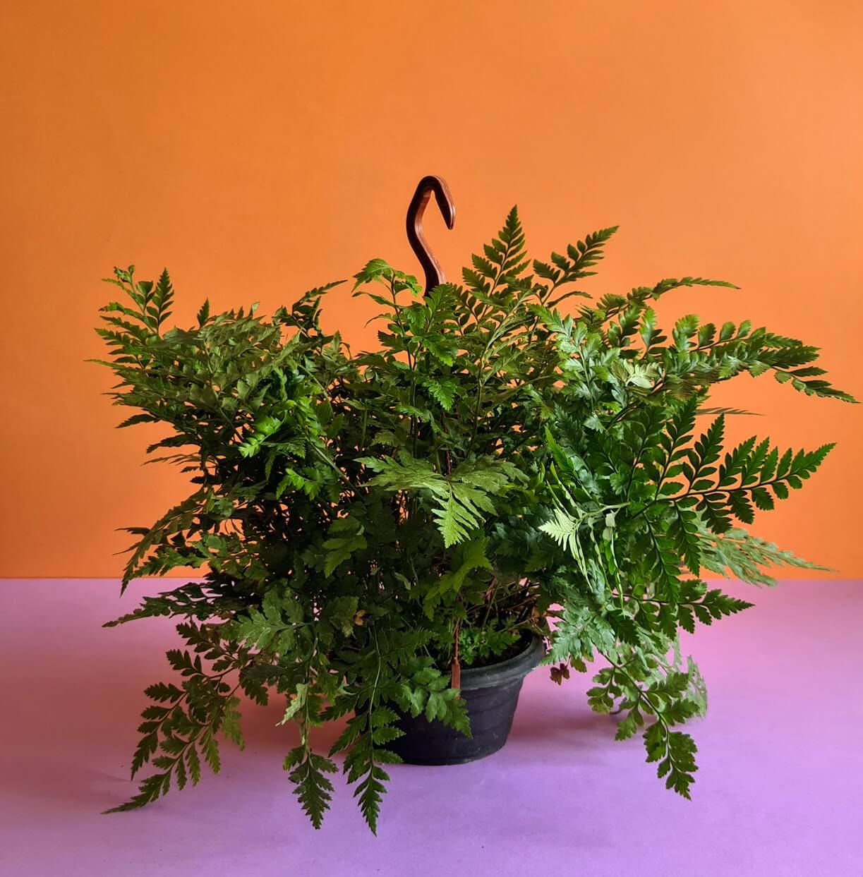 Leatherleaf fern - Plantcultcairo