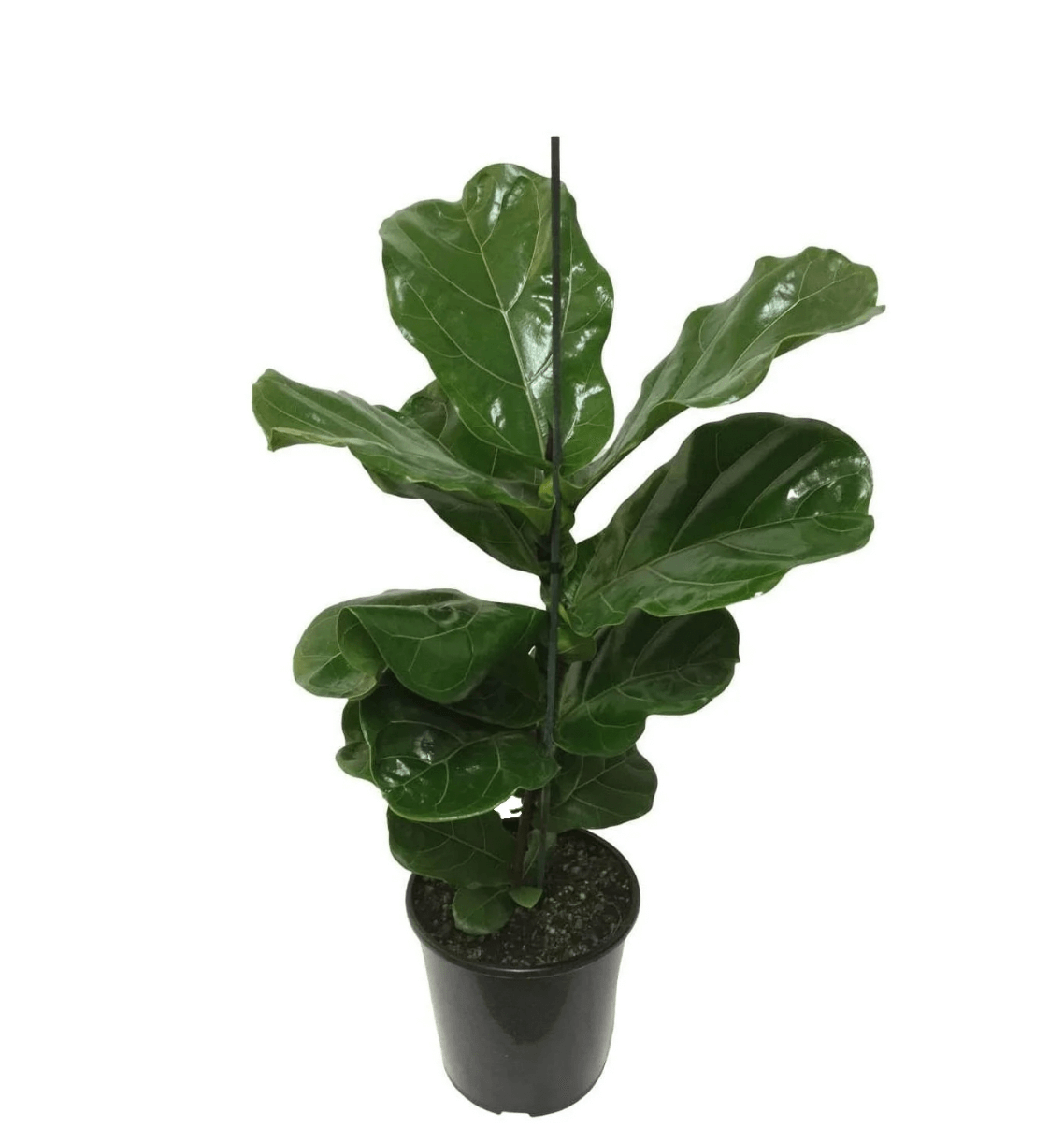 Fiddle leaf fig Medium - Plantcultcairo