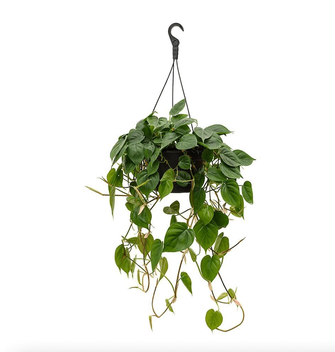 Philodendron Heart-leaf  Hang - Plantcultcairo