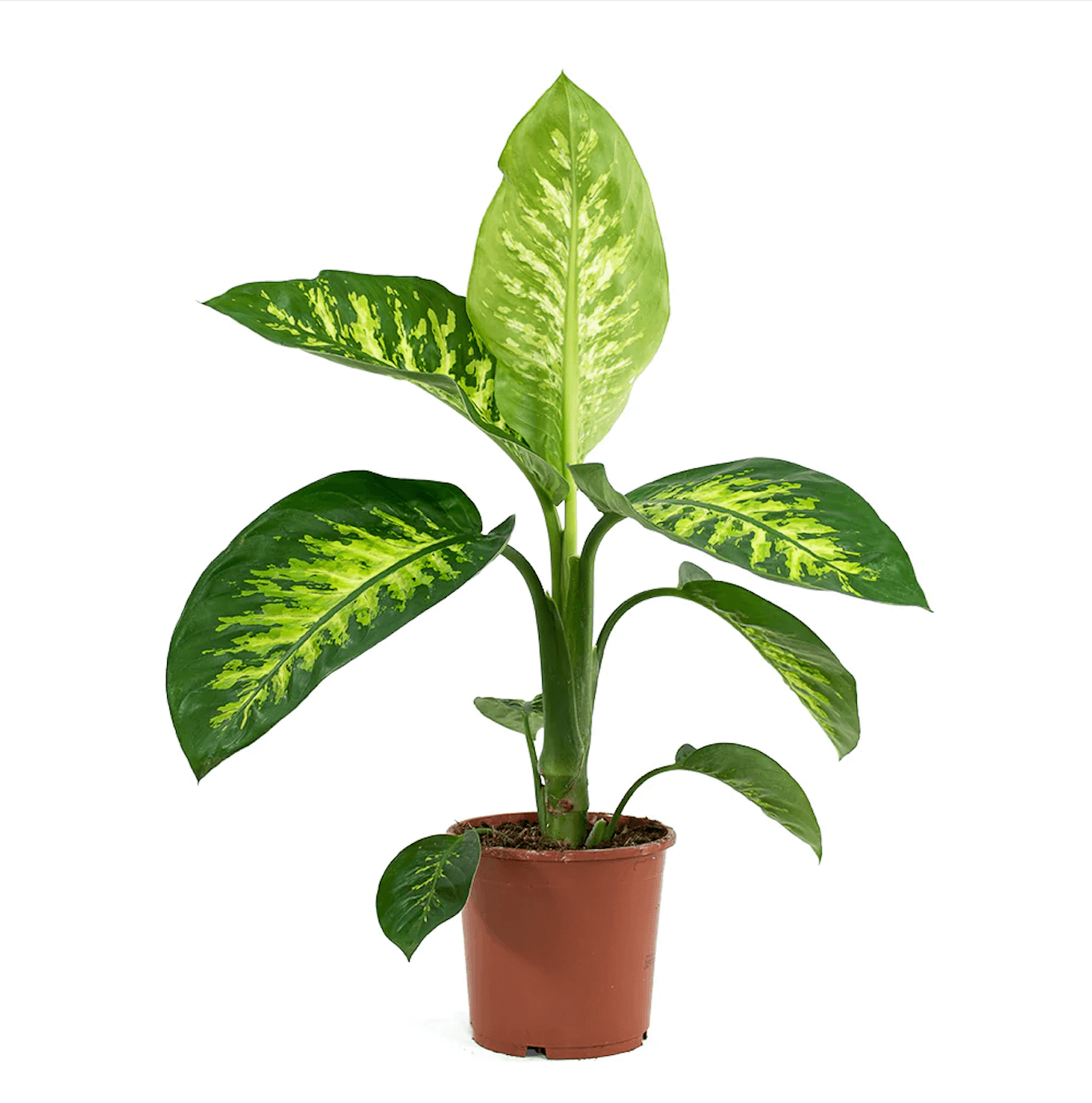 Dieffenbachia Tropic Snow - Plantcultcairo