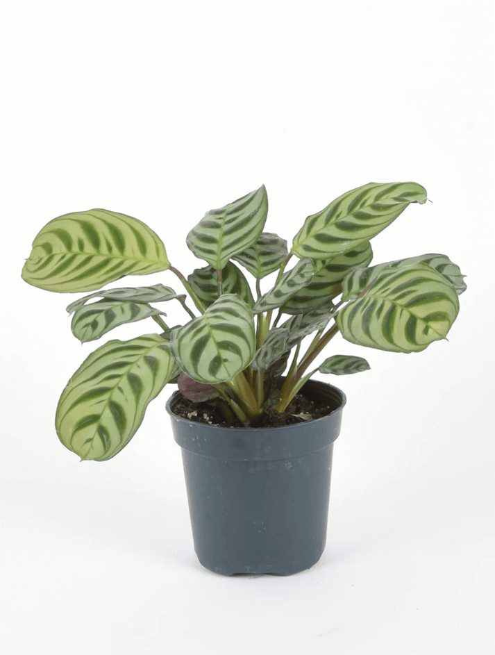 Fishbone prayer plant – Plantcultcairo