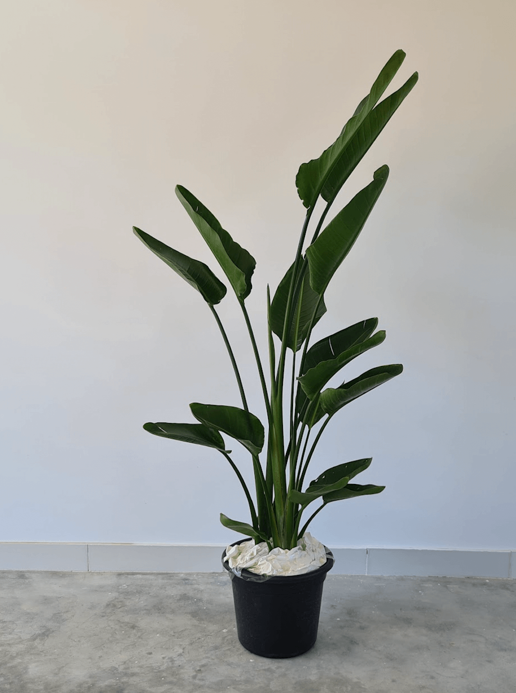 strelitzia nicolai - Plantcultcairo
