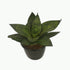 Snake Plant Small, One stem - Plantcultcairo