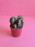 Grey ghost Cactus - Plantcultcairo