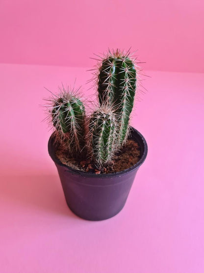 Small Cactus - Plantcultcairo