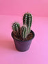 Small Cactus - Plantcultcairo