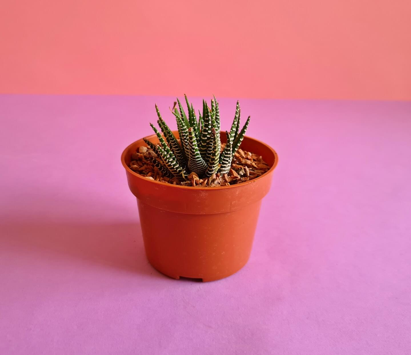 Haworthia Zebra - Plantcultcairo