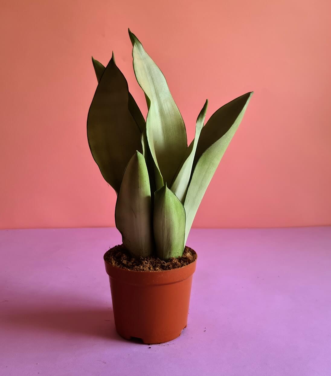 Sansevieria Moonshine - Plantcultcairo