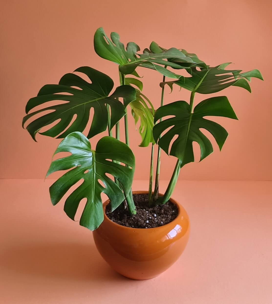 Monstera Deliciosa - Plantcultcairo