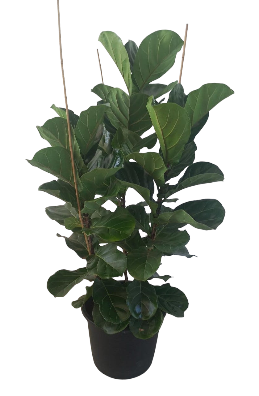 Fiddle leaf fig