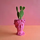 Bunny ear cactus - Plantcultcairo