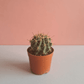 Mini Cactus Ball