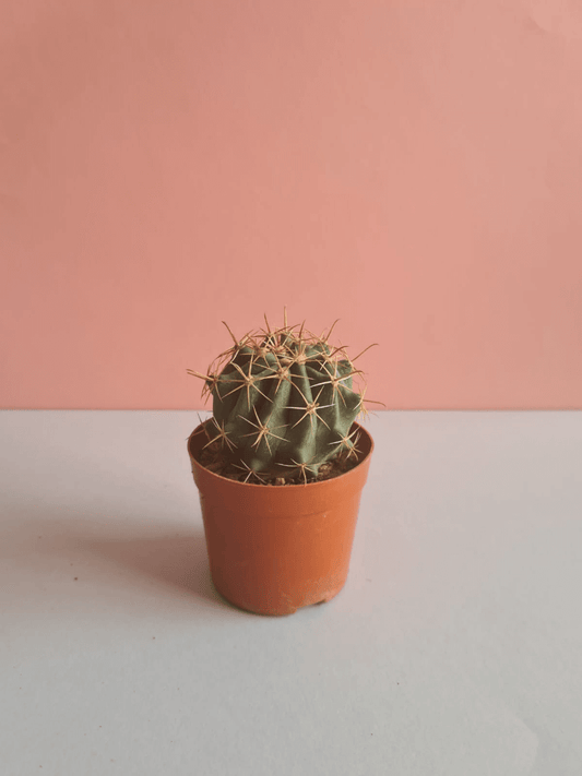 Mini Cactus Ball