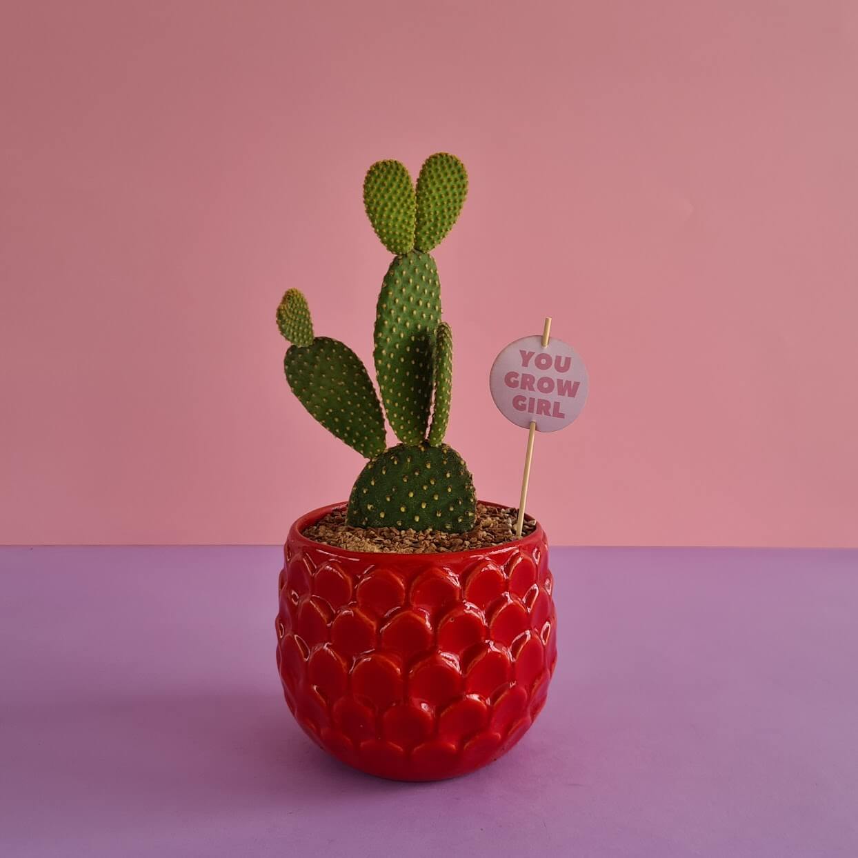 Bunny ear cactus - Plantcultcairo