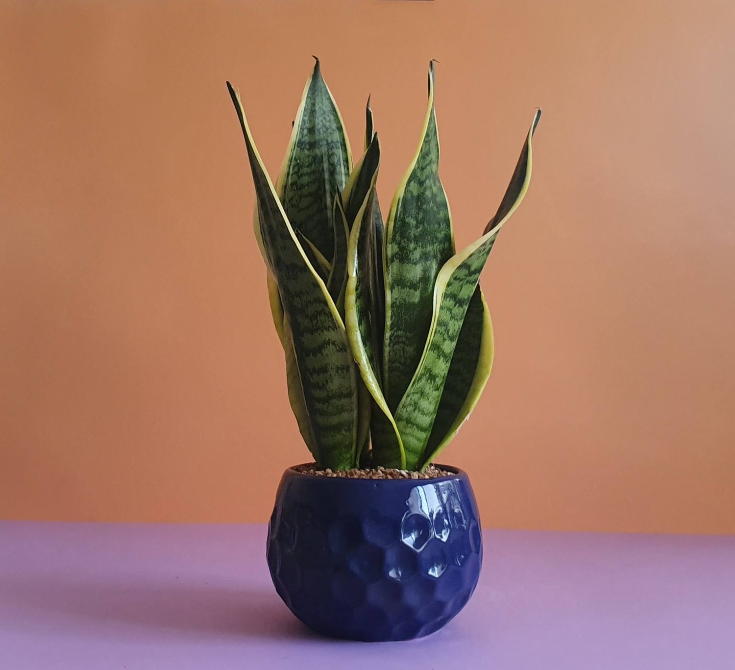 sansevieria laurentii - Plantcultcairo